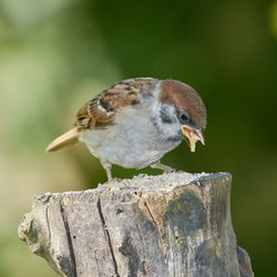 Close-up of bird perching on wood