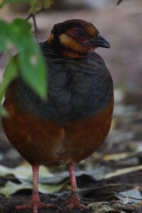 Close-up of a bird perching on a field
