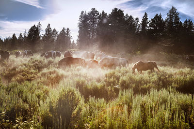 Horses on field against sky