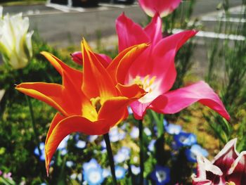 flowering plant