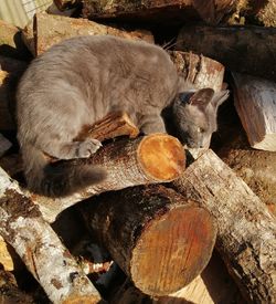 Stack of a logs