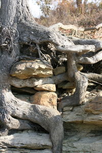 Close-up of crocodile in water