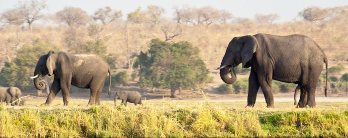 Elephant standing on field against trees