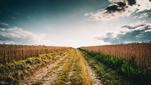 Scenic view of agricultural field against sky