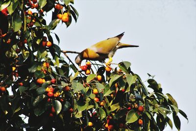 Low angle view of bird perching on tree