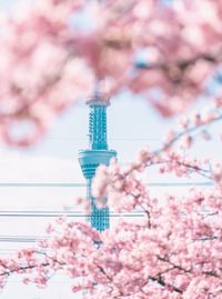 Tokyo sky tree and cherry blossom during spring.