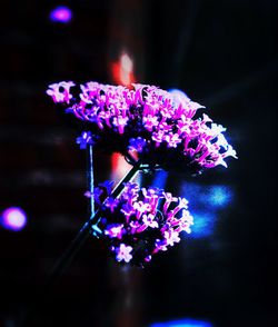 Close-up of flowers against blurred background