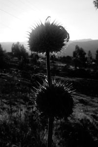 Close-up of thistle against sky during sunset