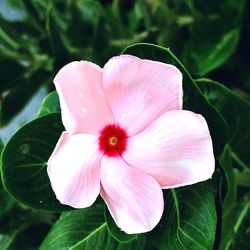 Close-up of pink flower