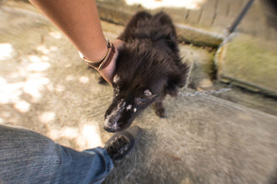 Low section of man with dog