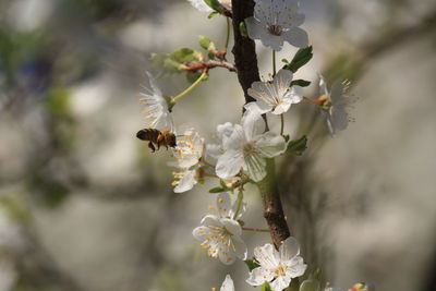 Close-up of bee pollinating flower