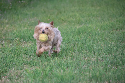 Yorkshire terrier running in the grass with a ball in his mouth