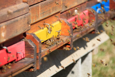 High angle view of insect on wood