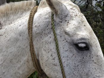 Close-up of horse