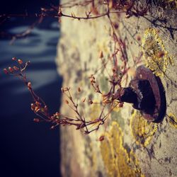 Close-up of leaves on branch