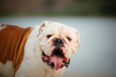 Close-up of dog outdoors