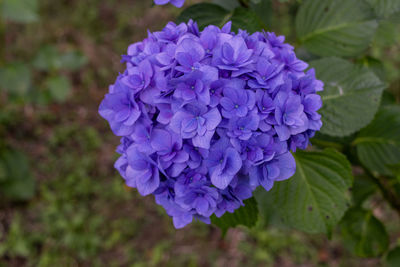 flowering plant