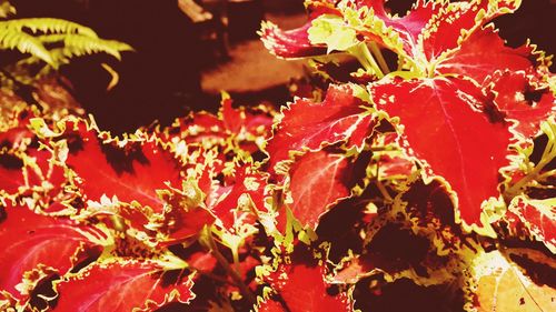 Close-up of red maple leaves on plant during autumn