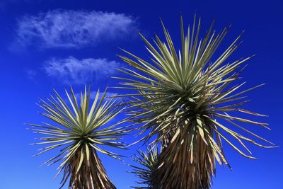 Low angle view of joshua trees against blue sky
