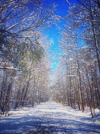 Road amidst trees in forest during winter