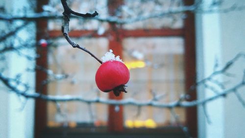 Close-up of red berries on tree