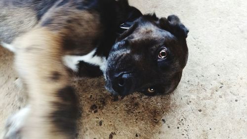 Close-up portrait of black puppy