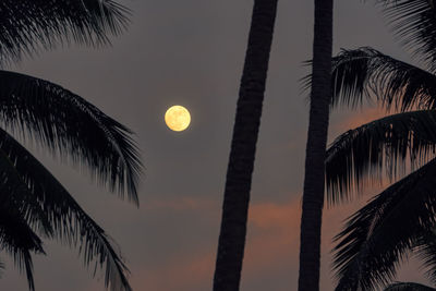 Low angle view of silhouette pam trees against sky at dusk