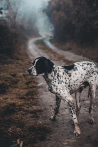 Dog looking away