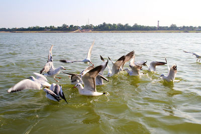 Seagulls flying over lake against sky