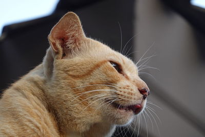 Close-up of a cat looking away