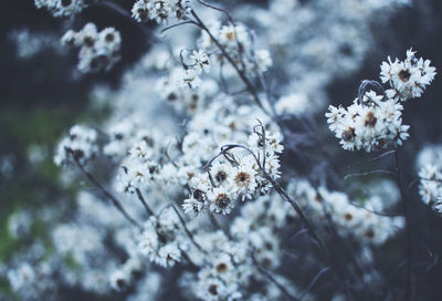 White flower blooming outdoors