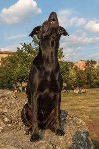 Close-up of dog sitting on field against sky