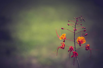 Close-up of red flowering plant