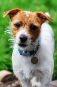 Close-up portrait of dog 