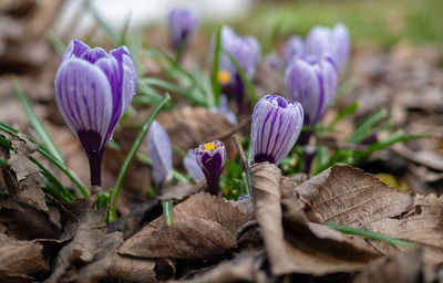 Close-up of purple crocus flowers on land