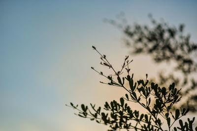 Low angle view of flowering plant against sky