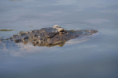 High angle view of crocodile swimming in water