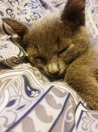 Close-up of cat on bed