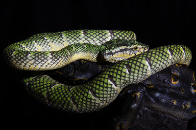 Close-up of green lizard