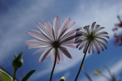 Close-up of flowers against sky