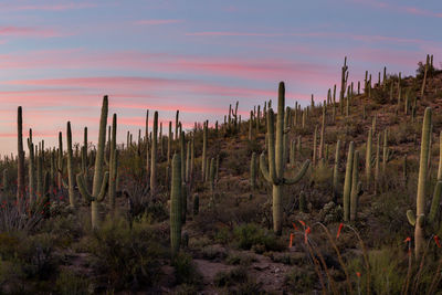 This is the picture of jumping cholla during sunset at saguaro national park, arizona, usa.
