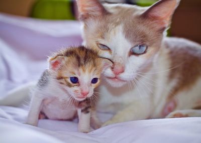 Close-up portrait of kitten on bed at home