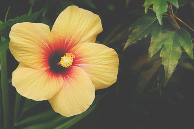 Close-up of yellow hibiscus flower