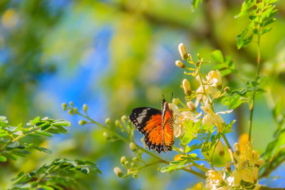 Close-up of butterfly pollinating on flower