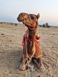 Horse sitting on sand at beach