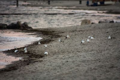 Seagulls on beach