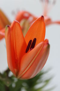 Close-up of orange day lily blooming outdoors