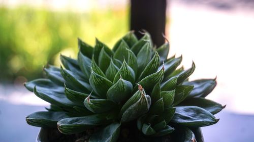 Close-up of succulent plant