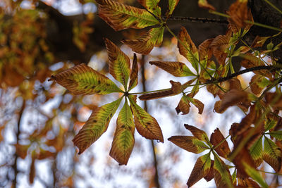Autumn brown coloured tree leaves, fall photo of a tree leaves