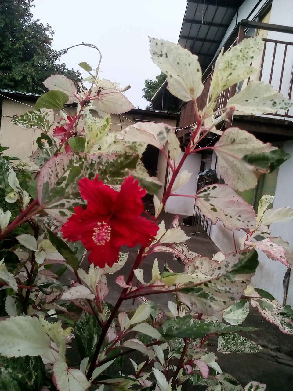 LOW ANGLE VIEW OF FLOWERS BLOOMING OUTDOORS